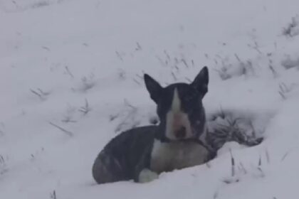 Achtergelaten hond wacht in sneeuwbank totdat iemand hem opmerkt
