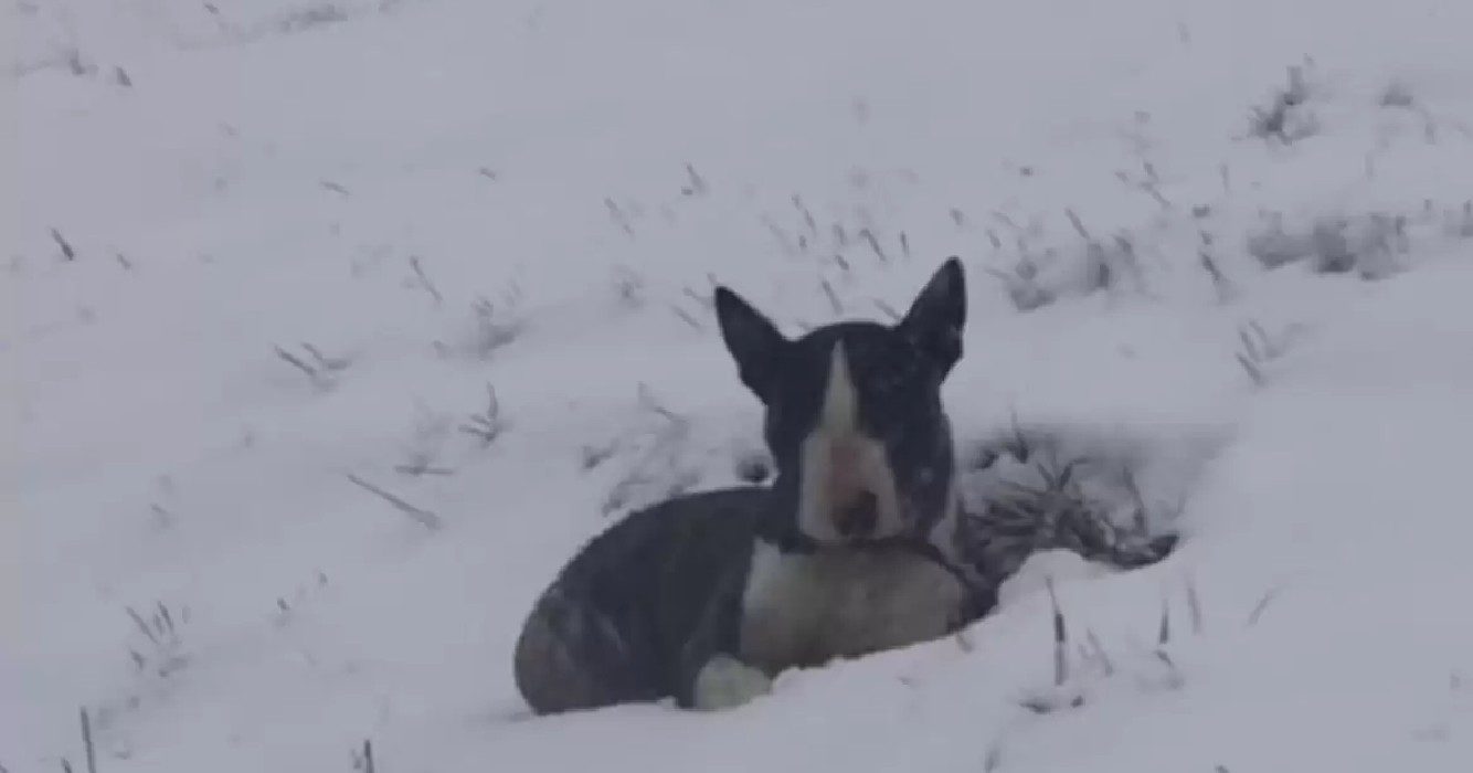 Achtergelaten hond wacht in sneeuwbank totdat iemand hem opmerkt