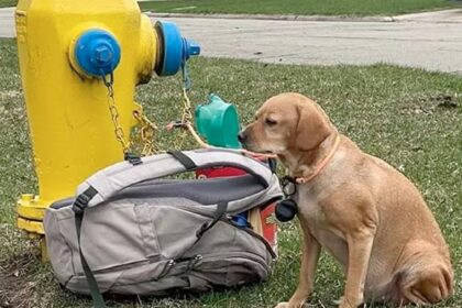 puppy is vastgebonden aan brandkraan en te droevig om haar koppie omhoog te tillen