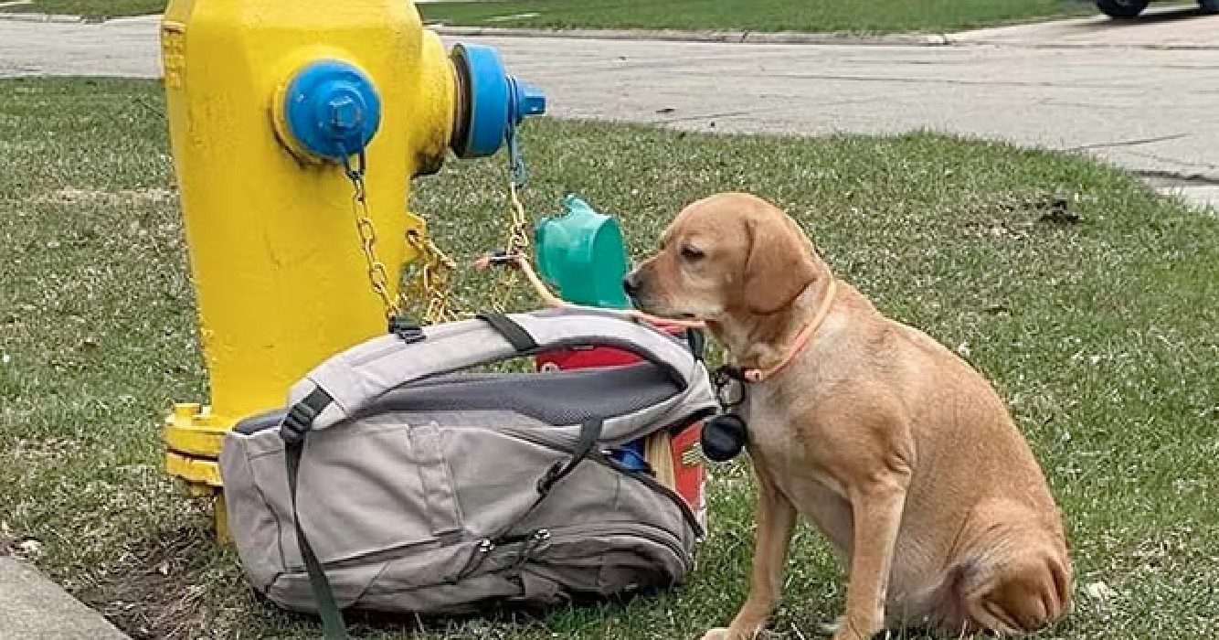 puppy is vastgebonden aan brandkraan en te droevig om haar koppie omhoog te tillen