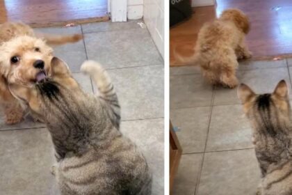 puppy haalt versterking als hij uithaal van een kat krijgt