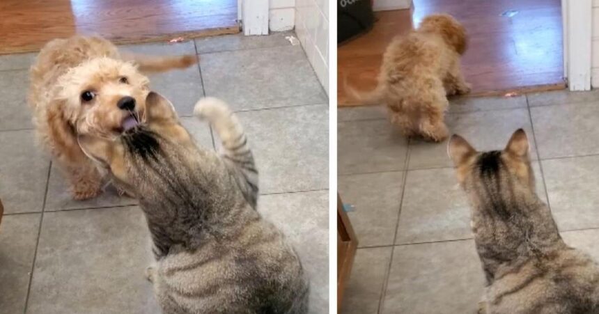 puppy haalt versterking als hij uithaal van een kat krijgt