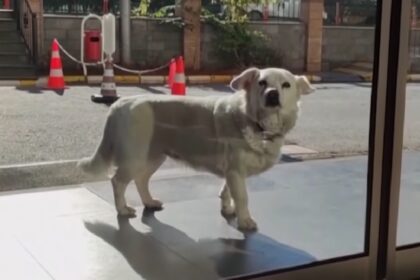 Hondje wacht wekenlang buiten ziekenhuis op dakloos baasje totdat ze eindelijk weer in zijn armen is