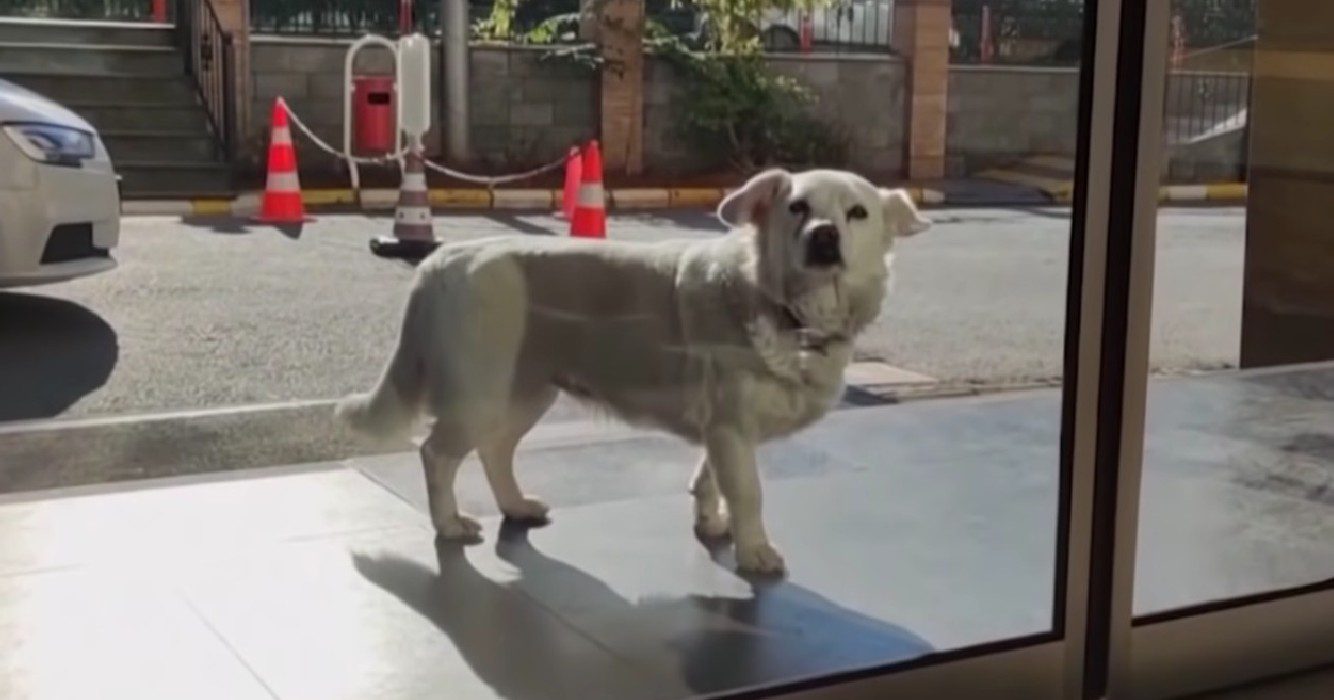 Hondje wacht wekenlang buiten ziekenhuis op dakloos baasje totdat ze eindelijk weer in zijn armen is