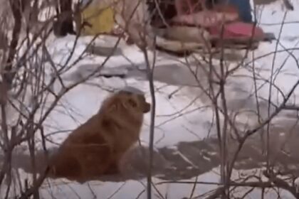 Hondje wacht al meer dan vijf jaar tevergeefs op terugkeer van overleden baasje