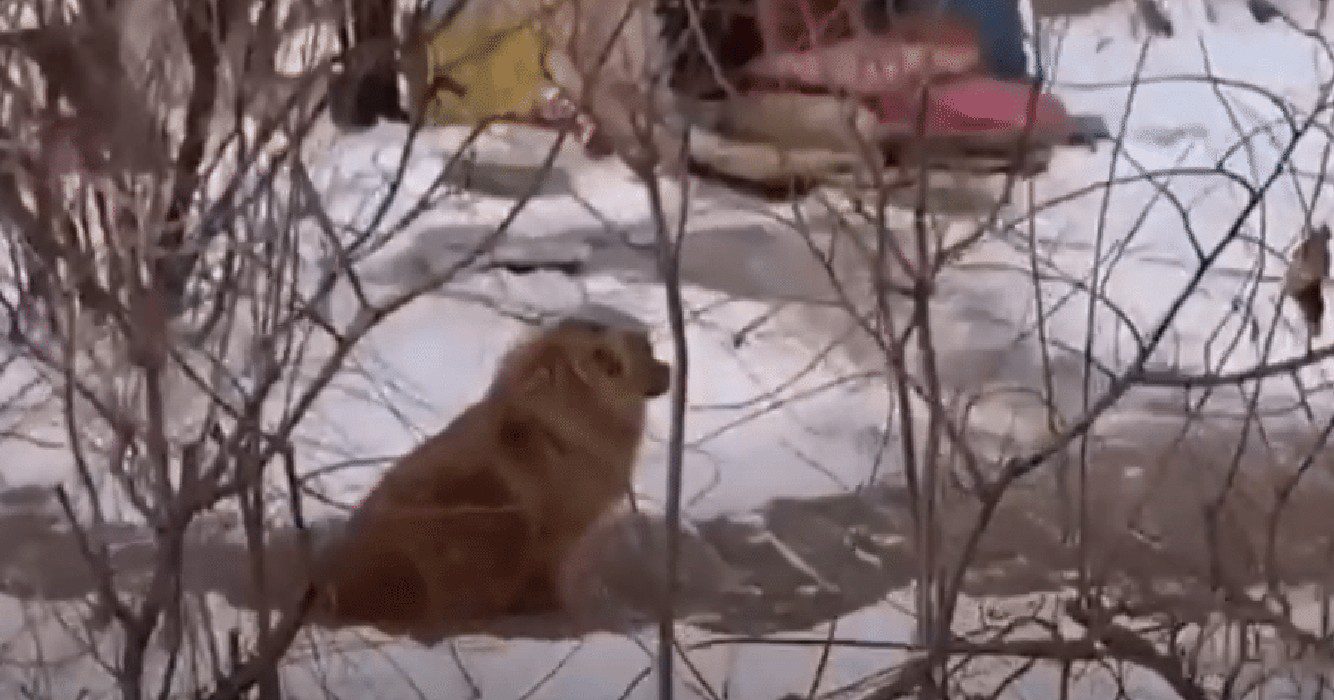 Hondje wacht al meer dan vijf jaar tevergeefs op terugkeer van overleden baasje