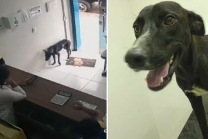 Zwerfhond loopt naar poort van opvang en steekt zijn pootje uit voor hulp