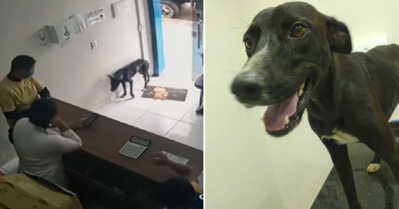 Zwerfhond loopt naar poort van opvang en steekt zijn pootje uit voor hulp
