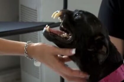 Hond mist deel neus vanwege mishandeling, zie hoe ze is veranderd