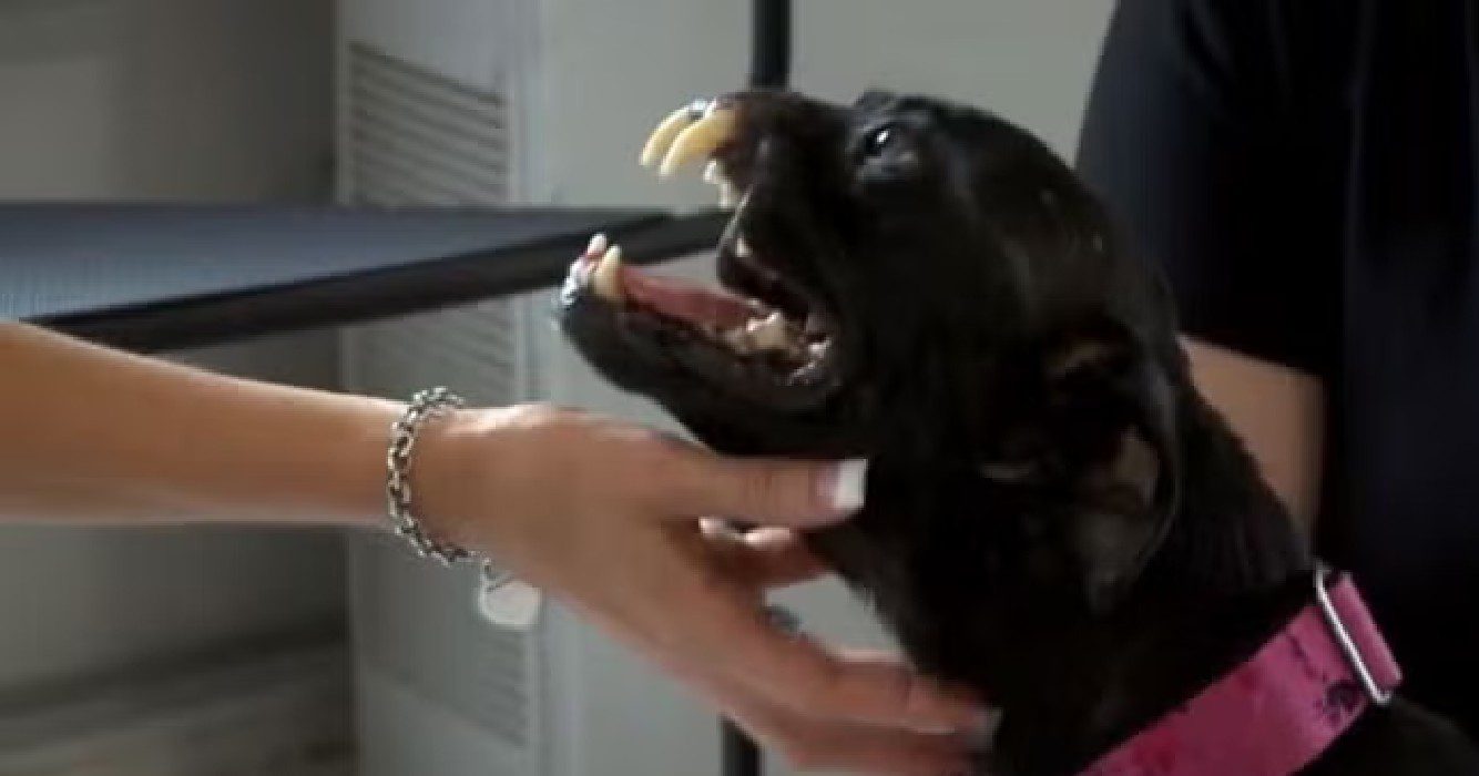 Hond mist deel neus vanwege mishandeling, zie hoe ze is veranderd