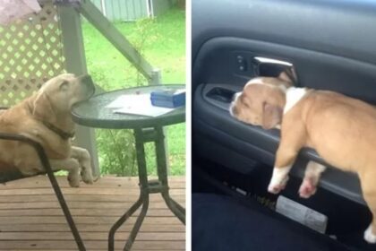 Hilarische foto’s van honden die echt op elk plekje kunnen slapen!