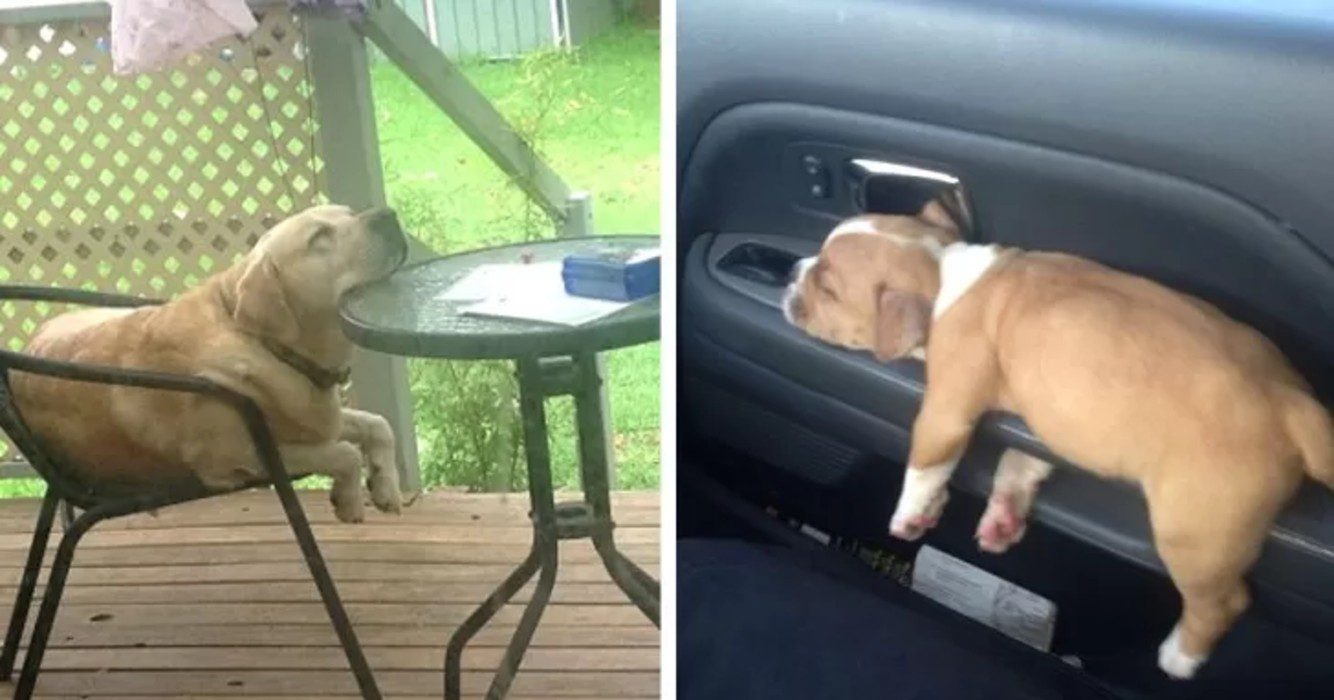 Hilarische foto’s van honden die echt op elk plekje kunnen slapen!