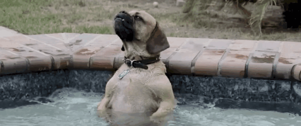 gezin krijgt jacuzzi en hond heeft onbetaalbare reactie als hij het de eerste keer probeert