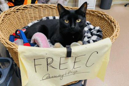 Oudere asielkat zit in mand met gratis spullen in de hoop dat iemand hem mee naar huis neemt