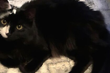 Kat heeft zeldzame aandoening en verandert langzaam van kleur