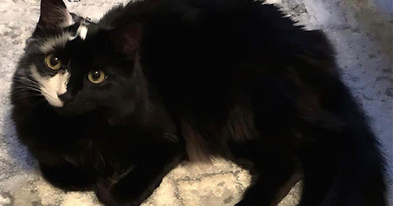 Kat heeft zeldzame aandoening en verandert langzaam van kleur