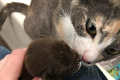 Poes heeft geholpen puppy groot te brengen en likt haar nog steeds elke avond voor bedtijd schoon