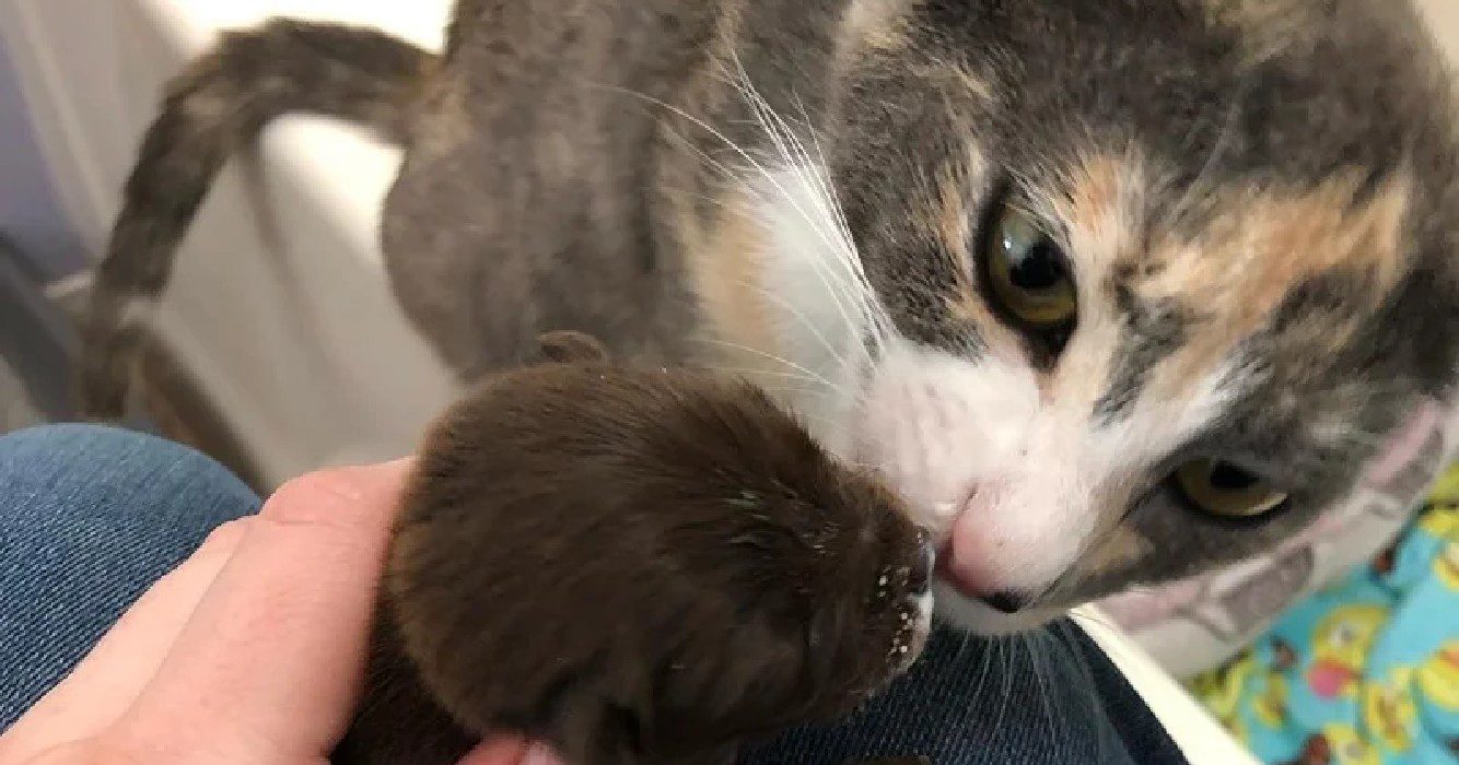 Poes heeft geholpen puppy groot te brengen en likt haar nog steeds elke avond voor bedtijd schoon