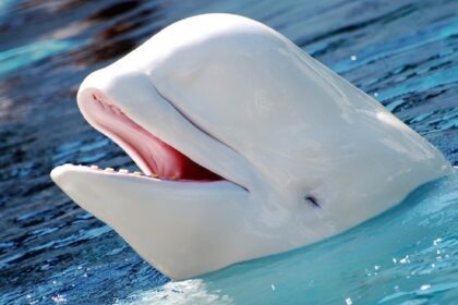 Kajakker zingt in hoop witte dolfijnen aan te trekken, maar had nooit verwacht dat ze werkelijk luisterden