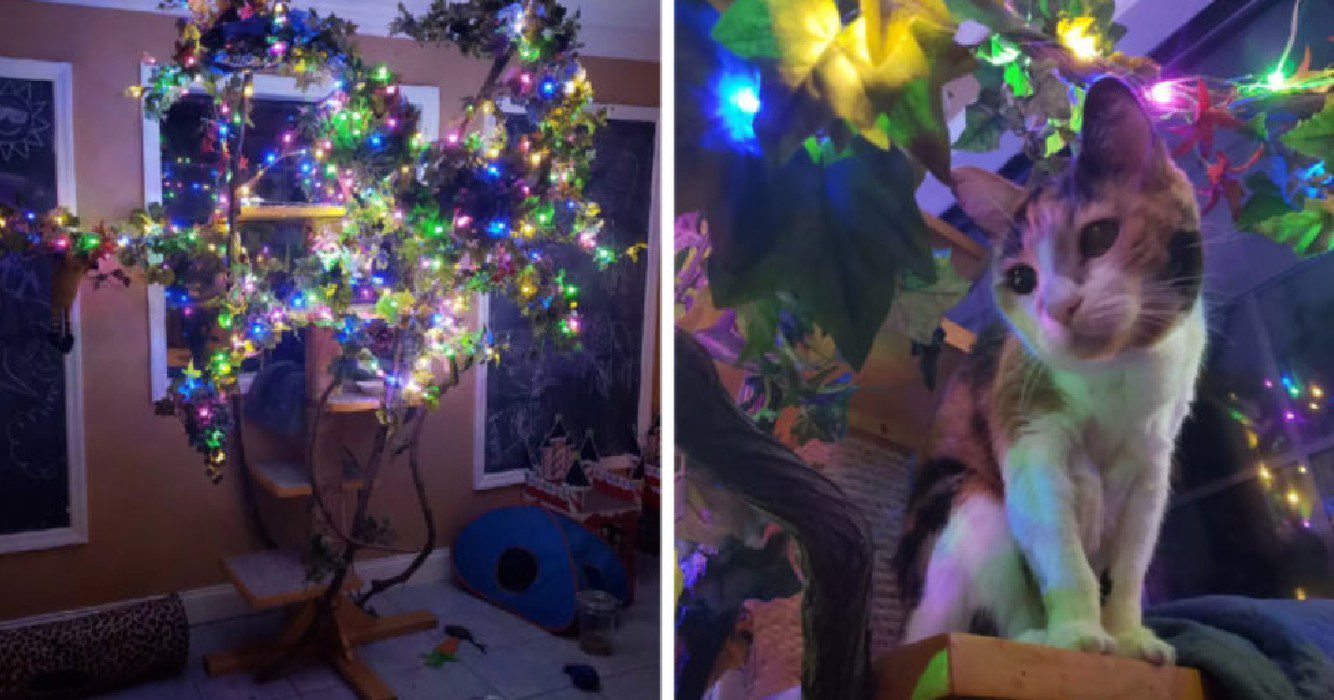 Oudere kat houdt zoveel van kerstmis dat haar gezin haar het hele jaar een kerstboom geeft