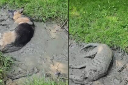 Vrouw kijkt geschokt toe als haar brandschone hondje een duik in de modder neemt