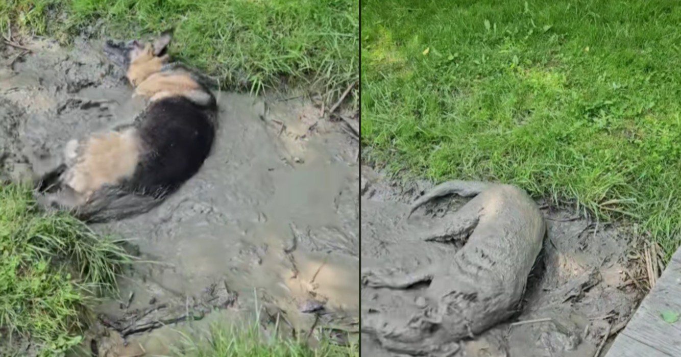 Vrouw kijkt geschokt toe als haar brandschone hondje een duik in de modder neemt