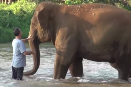Na 14 maanden keert hun favoriete mens terug en roept hij kudde olifanten