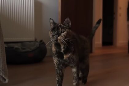 Oudste kat ter wereld viert bijna haar 32ste verjaardag