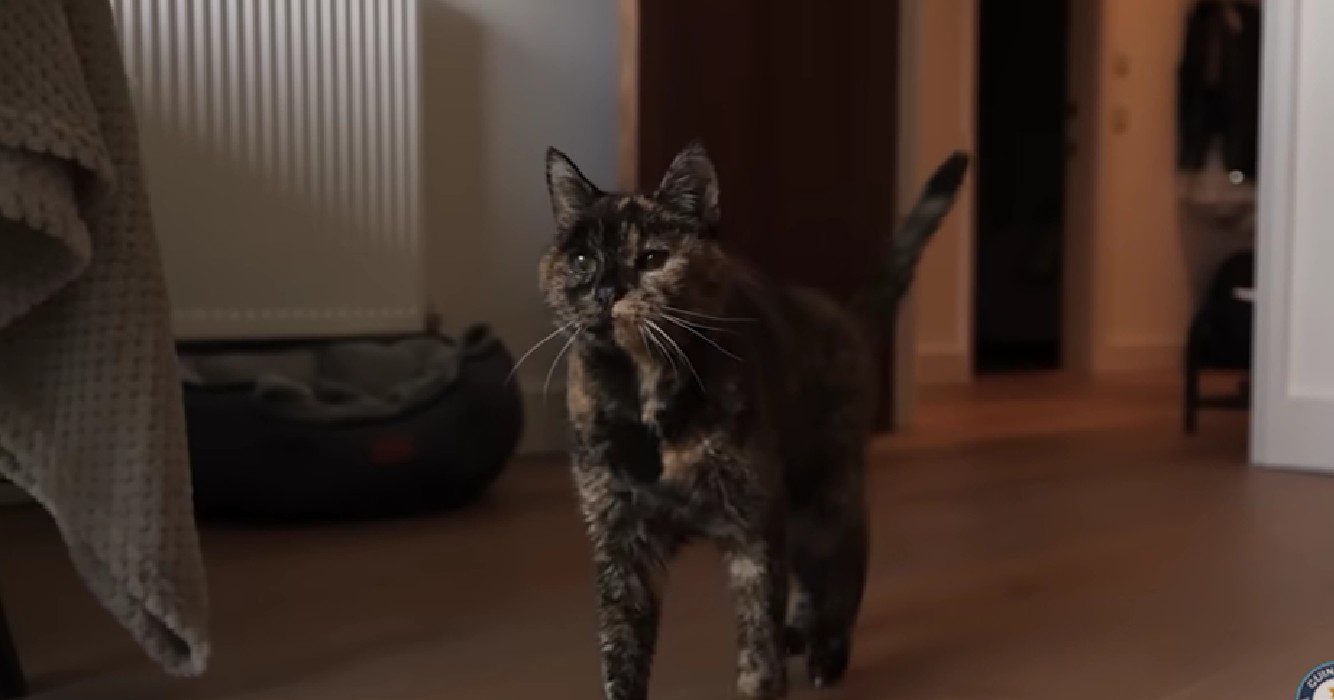 Oudste kat ter wereld viert bijna haar 32ste verjaardag