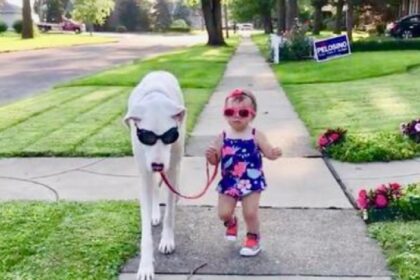 Peuter sluit vriendschap met dove hond die aan hartloze eigenaar ontsnapte