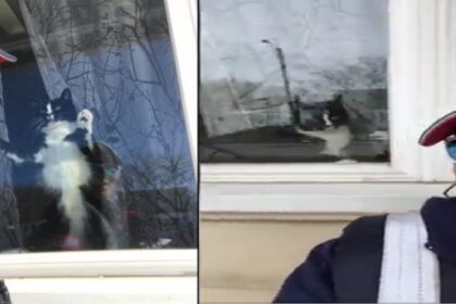 Postbode filmt kat waar hij tijdens zijn ronde dagelijks mee te maken krijgt