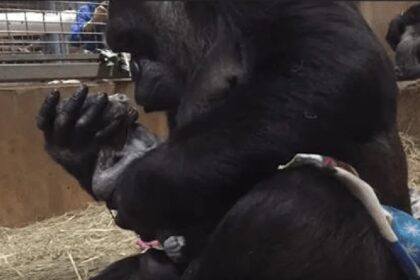 Moedergorilla overspoelt haar net geboren zoontje met kusjes