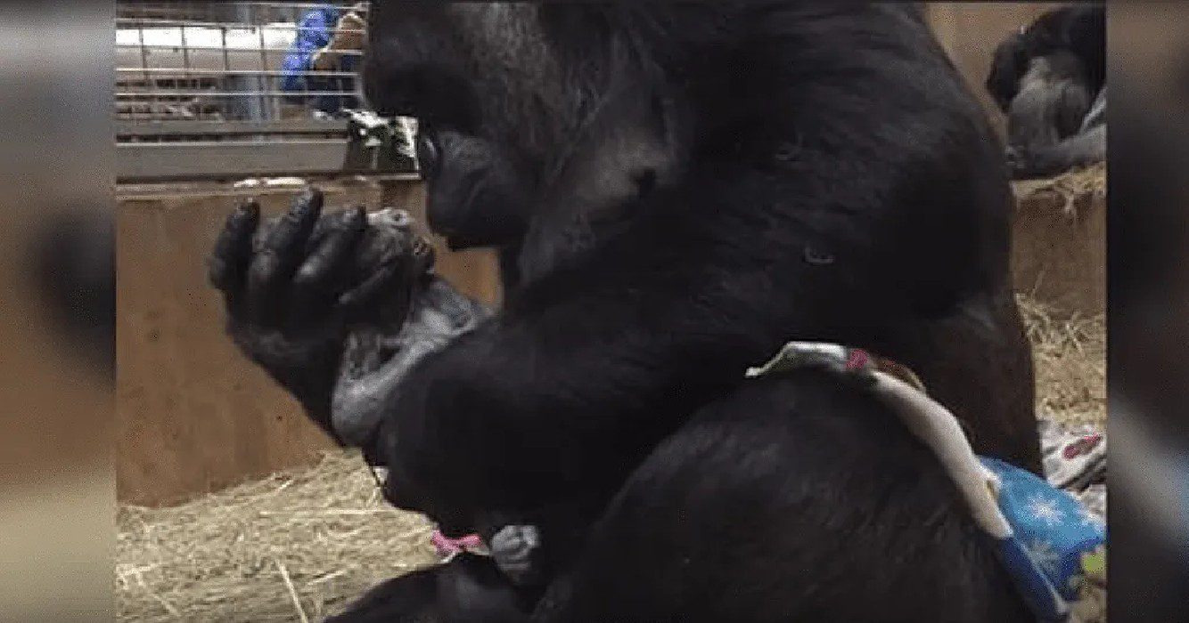 Moedergorilla overspoelt haar net geboren zoontje met kusjes