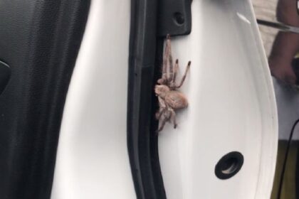 Man opent autodeur en treft enorme spin aan in ongemakkelijk positie