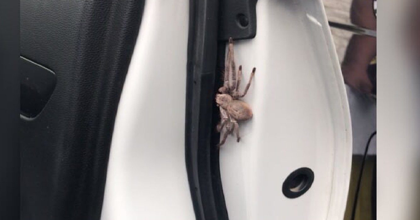 Man opent autodeur en treft enorme spin aan in ongemakkelijk positie