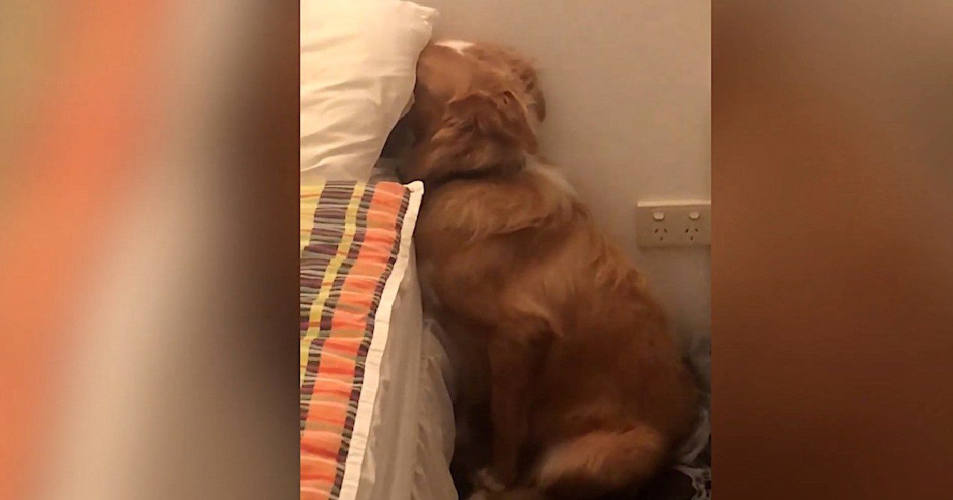 Hond weigert baasje aan te kijken als ze hem een standje geeft nadat hij duur kussen vernielt