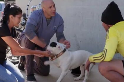 held van het jaar dierenarts biedt gratis zorg aan huisdieren van daklozen