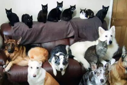 Vrouw wilde een foto van al haar 17 dieren het duurde een week om ze allemaal er goed op te krijgen