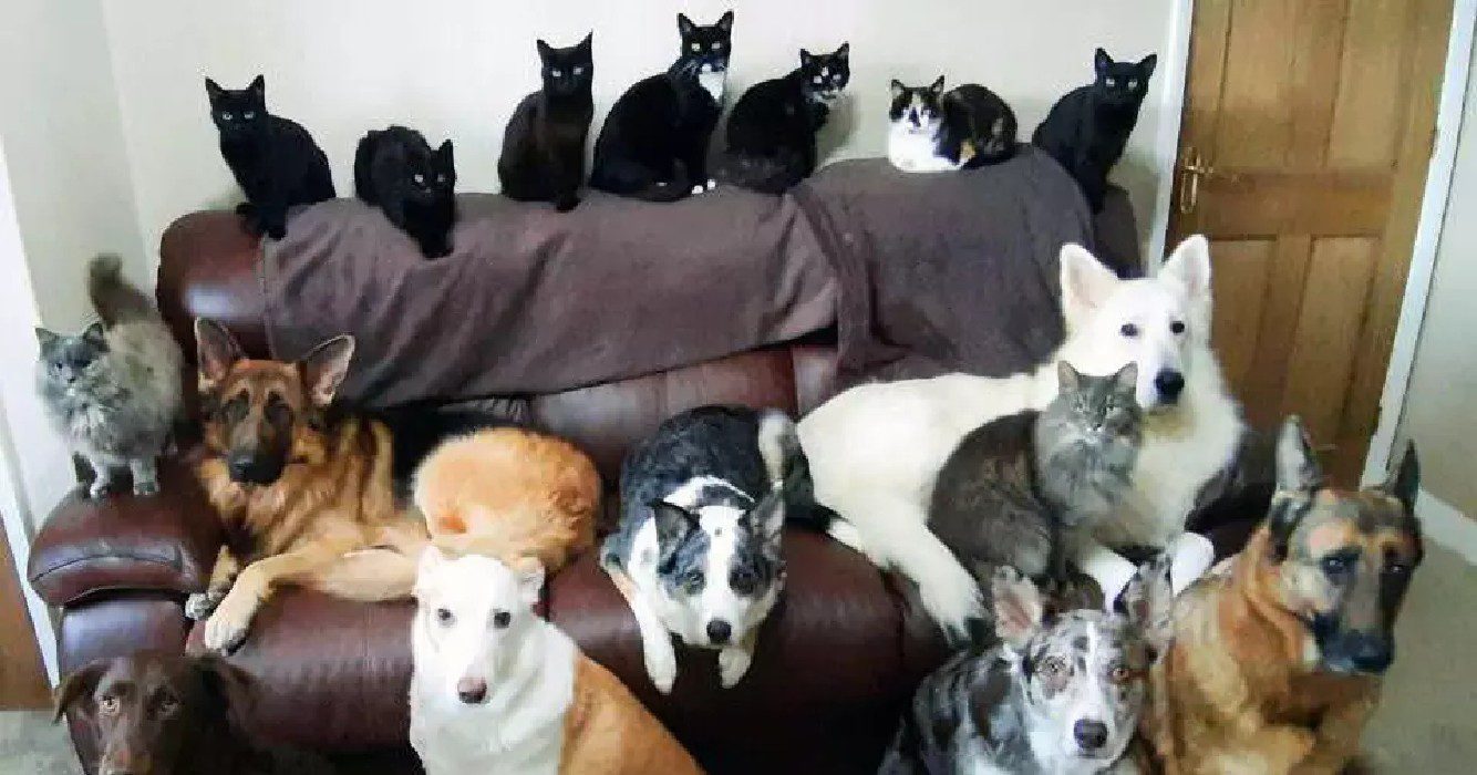 Vrouw wilde een foto van al haar 17 dieren het duurde een week om ze allemaal er goed op te krijgen