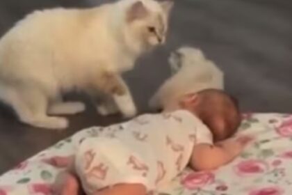 Moederpoes laat trots haar kitten kennismaken met baby van het gezin