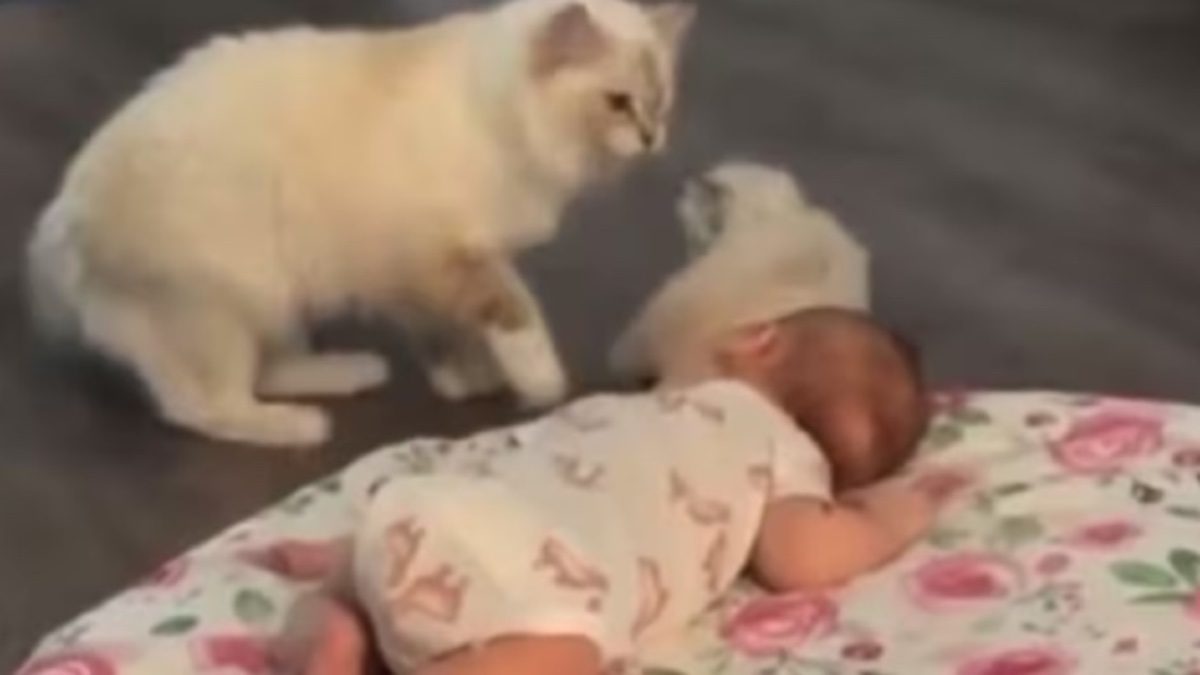 Moederpoes laat trots haar kitten kennismaken met baby van het gezin