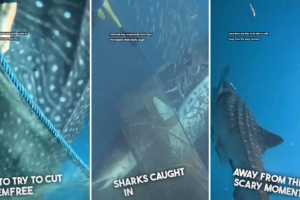 duikers zien walvishaaien vastzitten in visnetten en zwemmen te hulp