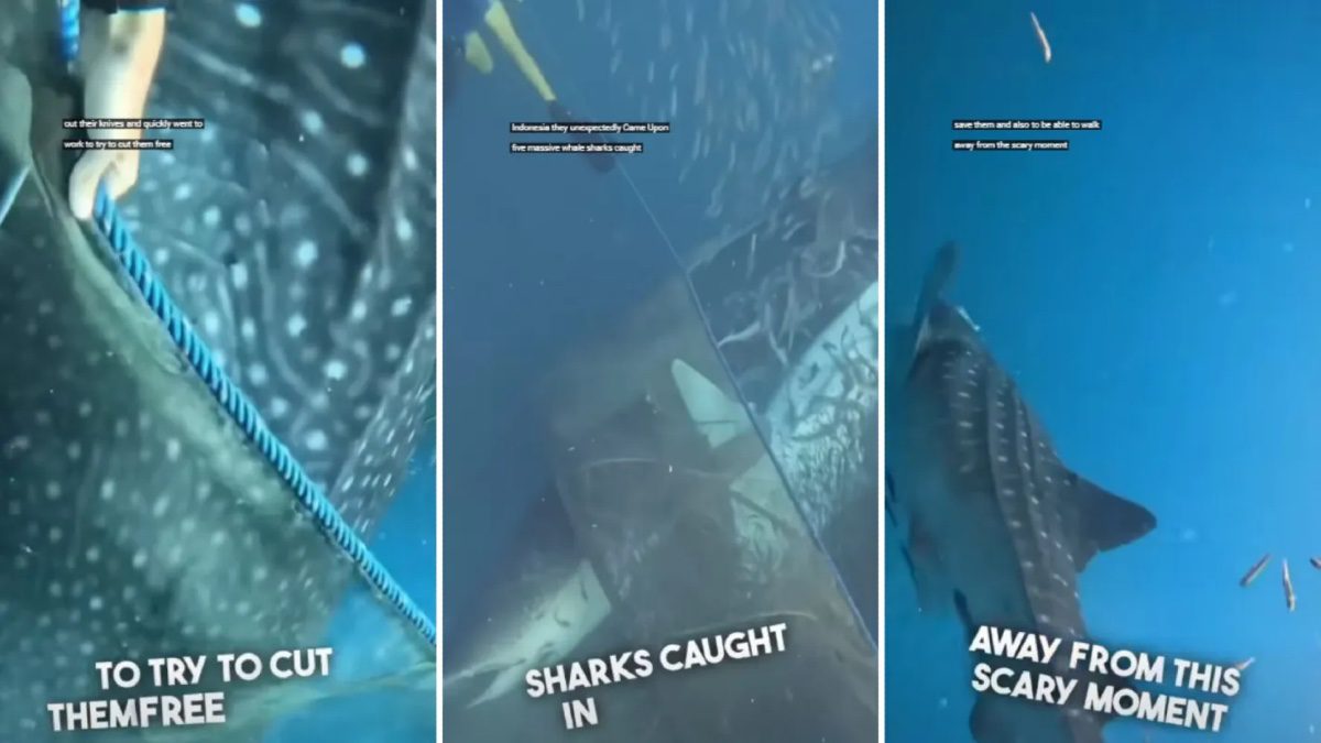 duikers zien walvishaaien vastzitten in visnetten en zwemmen te hulp
