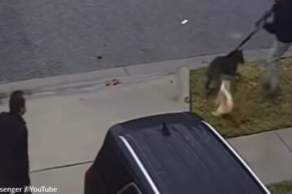 Onverschrokken kat aarzelt geen seconde als andere hond zijn hondenbroertje bang maakt