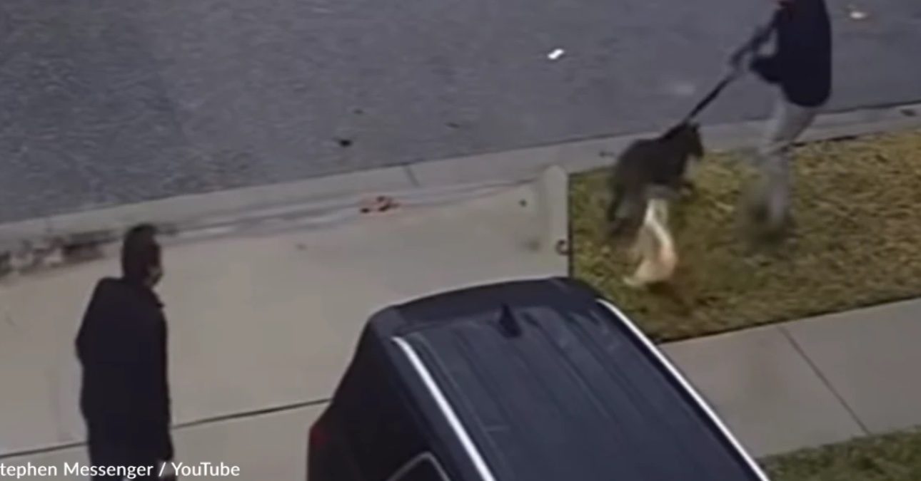 Onverschrokken kat aarzelt geen seconde als andere hond zijn hondenbroertje bang maakt