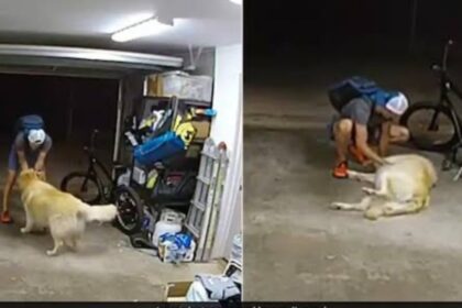 Holden retriever vraagt om buikmassage voordat dief met fiets ervandoor gaat