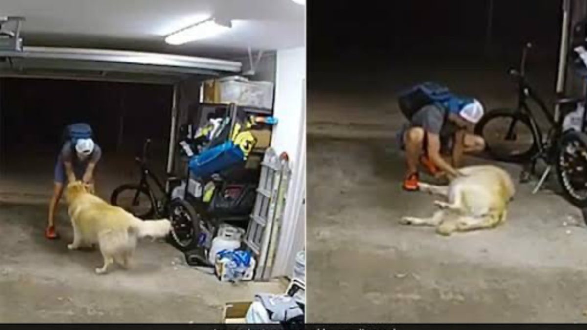 Holden retriever vraagt om buikmassage voordat dief met fiets ervandoor gaat