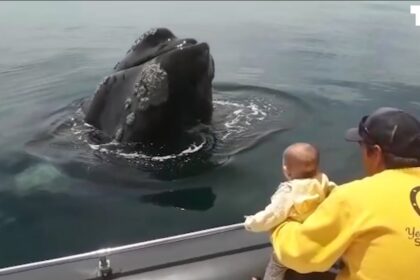 babytje kraait van plezier als walvis verstoppertje met haar speelt