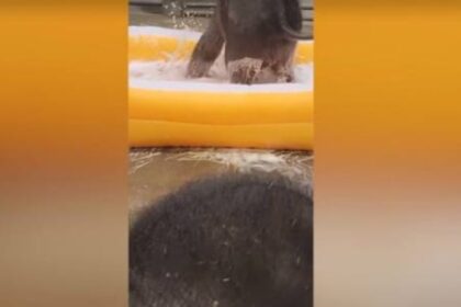 Ongelooflijk zeldzame olifantentweeling speelt voor het eerst in bubbelbad