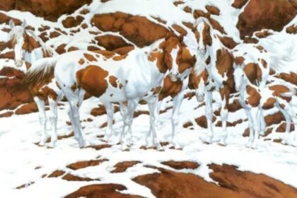 moeilijke uitdaging zie jij hoeveel paarden er op de afbeelding staan